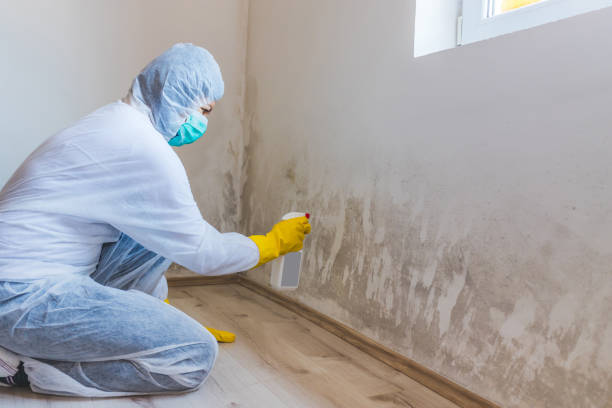 Licensed Mold Inspection service in Berryville, TX - WQB Mold Removal