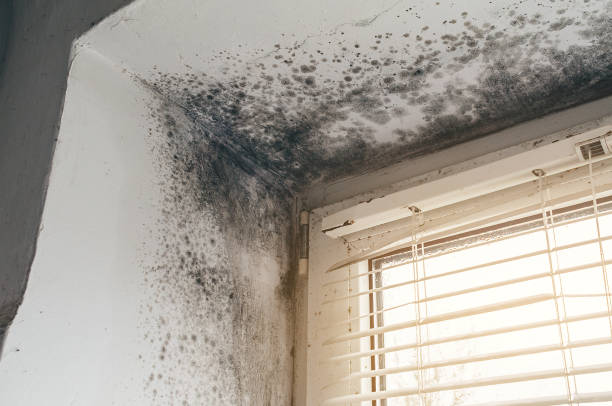 Affordable Mold Inspection solutions in Berryville, TX