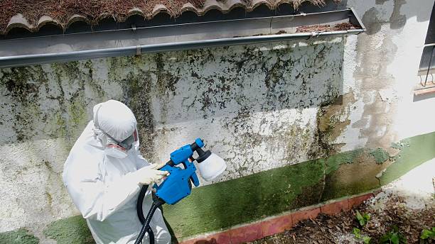 Top rated local Mold Inspection specialists in Berryville, TX